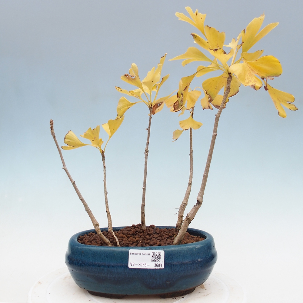 Bonsai im Freien - Ginkgo biloba