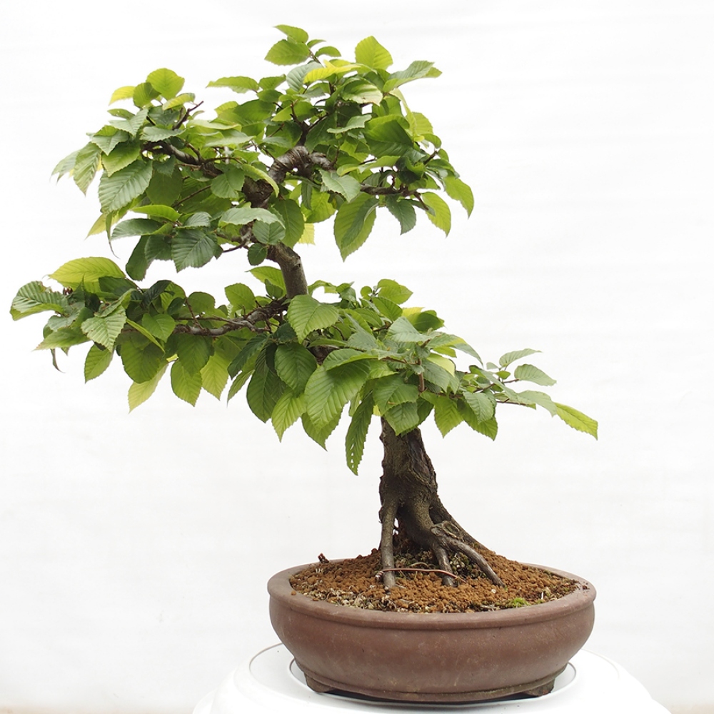 Bonsai im Freien - Hainbuche - Carpinus betulus