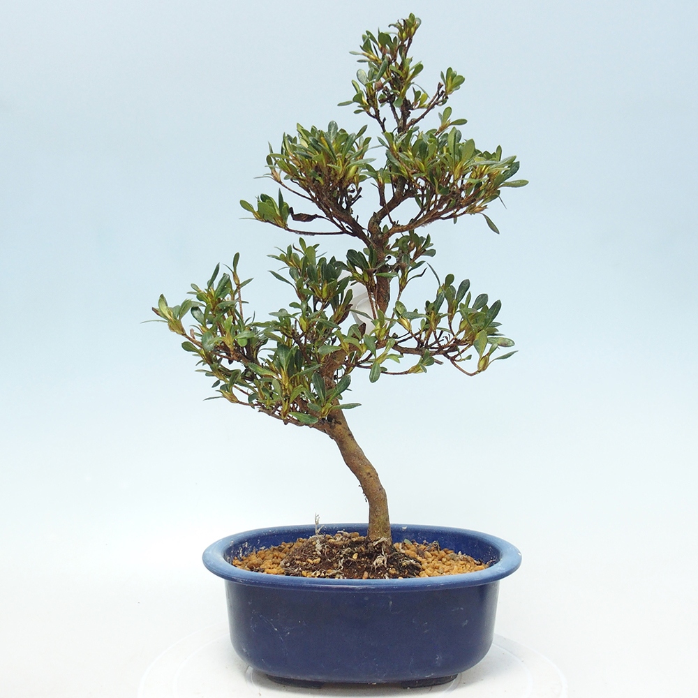 Bonsai für draußen - Japanische Azalee - Azalea Benibeni