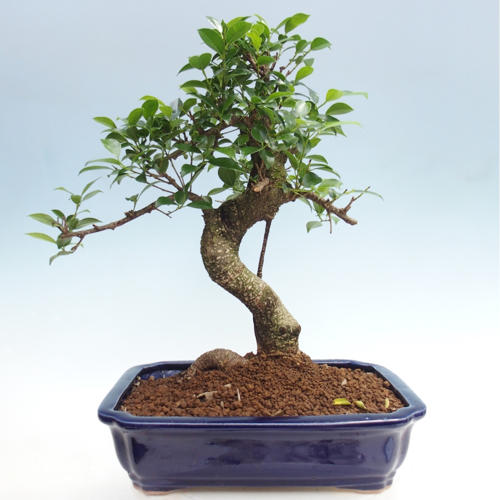 Zimmerbonsai - Ficus kimmen - Kleinblättriger Ficus