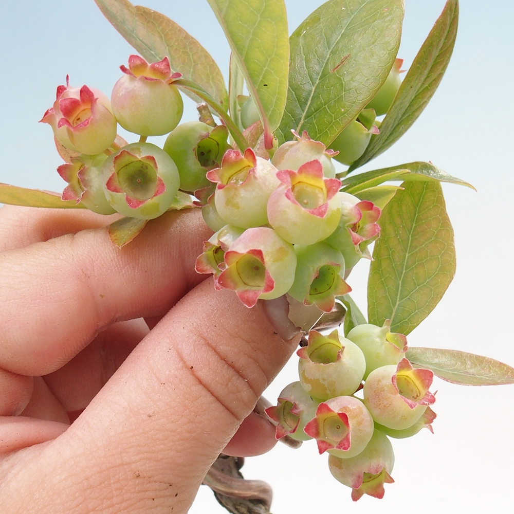 Outdoor-Bonsai - Kanadische Blaubeere - Vaccinium corymbosum
