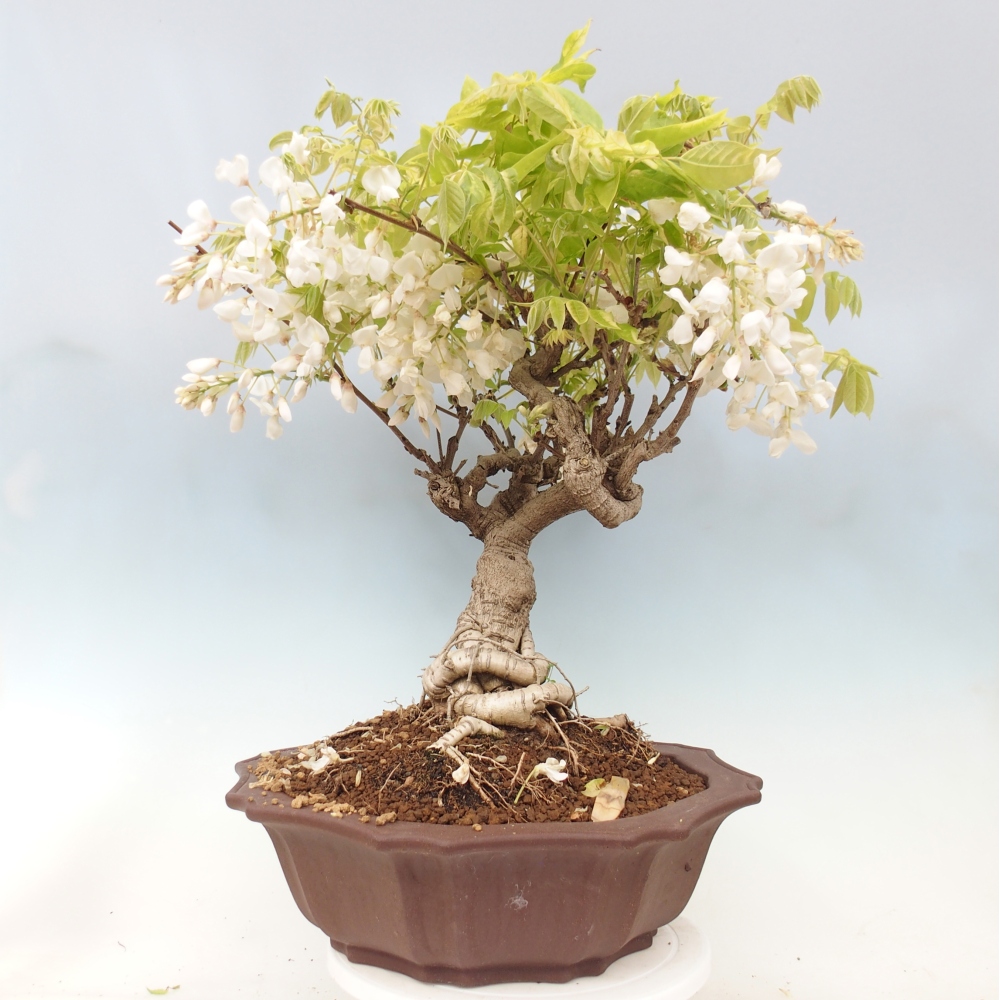 Bonsai für draußen - Vistaria - Glyzinie
