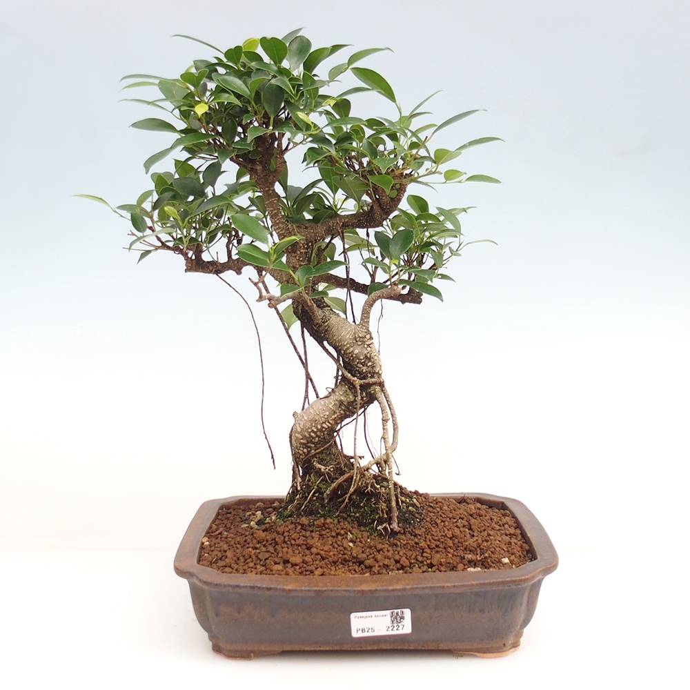 Zimmerbonsai - Ficus kimmen - kleinblättriger Ficus