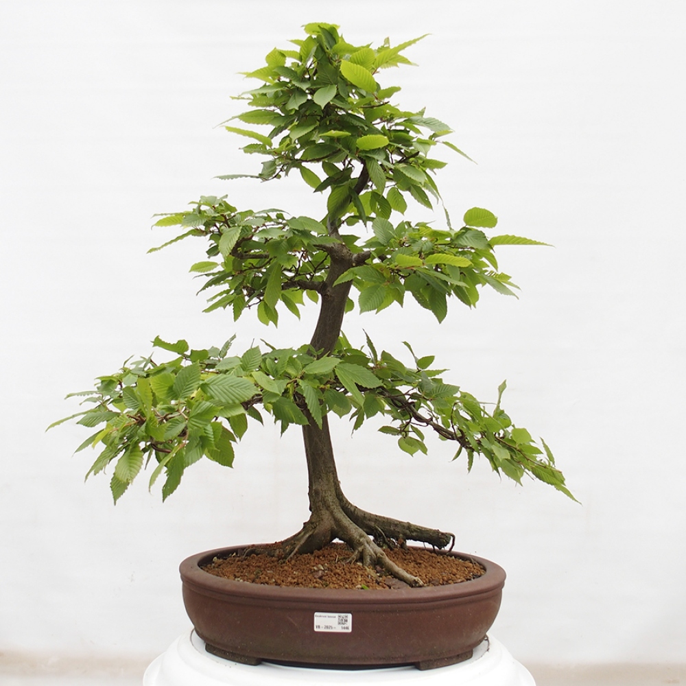 Bonsai im Freien - Hainbuche - Carpinus betulus