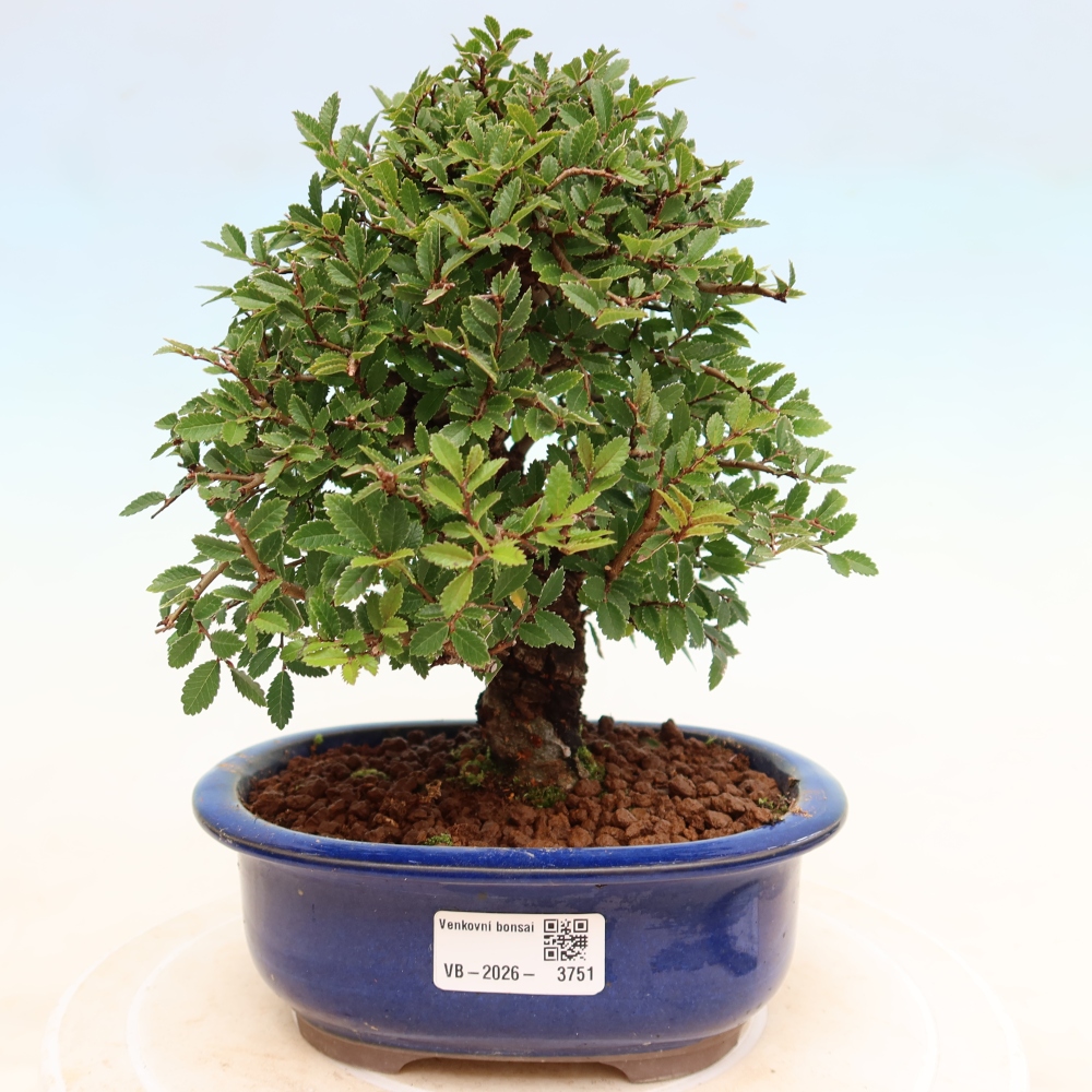Bonsai für draußen - Zelkova - Zelkova NIRE