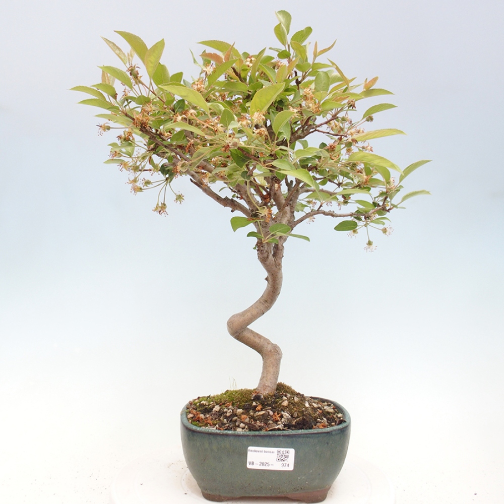 Bonsai im Freien - Malus halliana - Kleinfruchtiger Apfelbaum