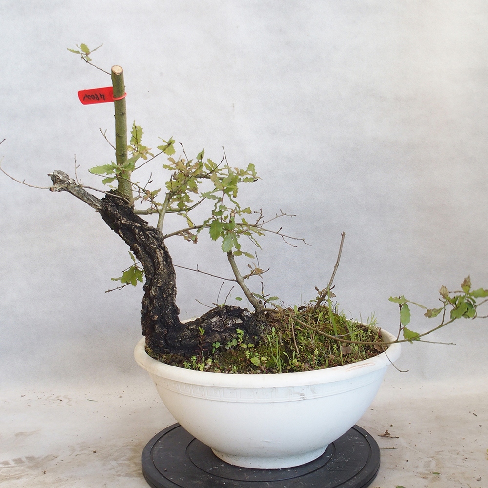 Freilandbonsai Quercus Cerris - Eiche Cer