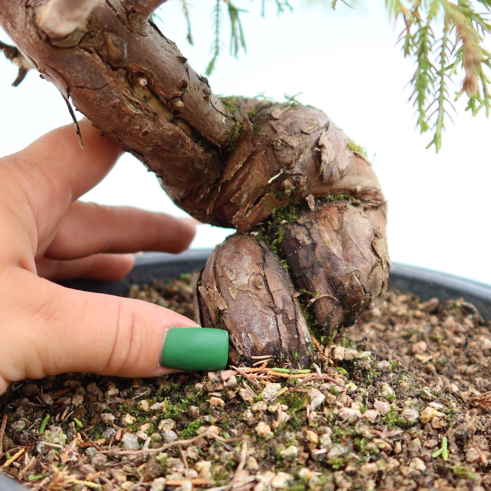 Bonsai für draußen - Juniperus chinensis Itoigawa-Juniperus chinensis