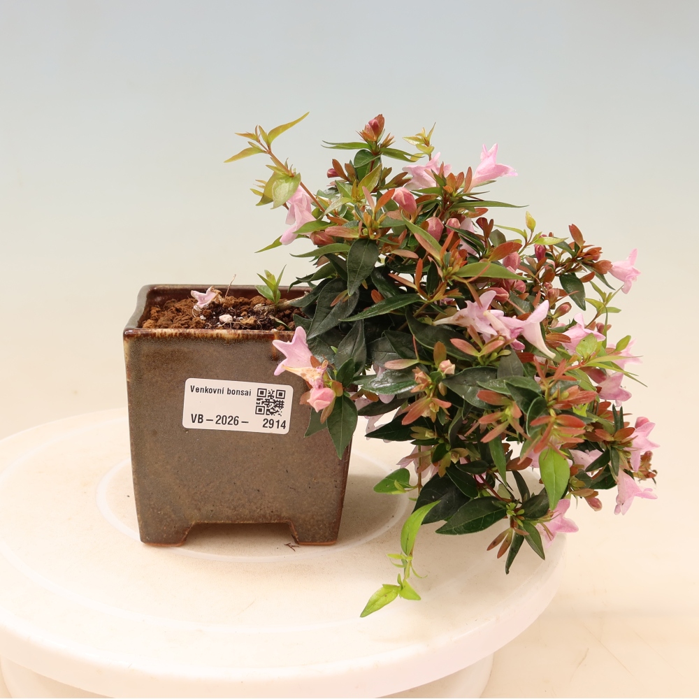 Bonsai für den Außenbereich – Abelia Edward Goucher – Großblütige Abelia