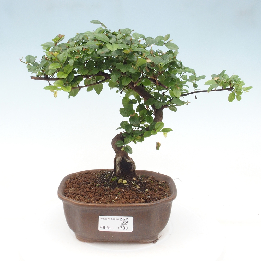 Innenbonsai - Sagerécie Thea - Sagerécie Thea
