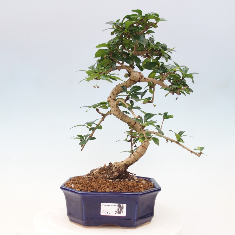 Zimmer Bonsai - Carmona macrophylla - Tea Fuki
