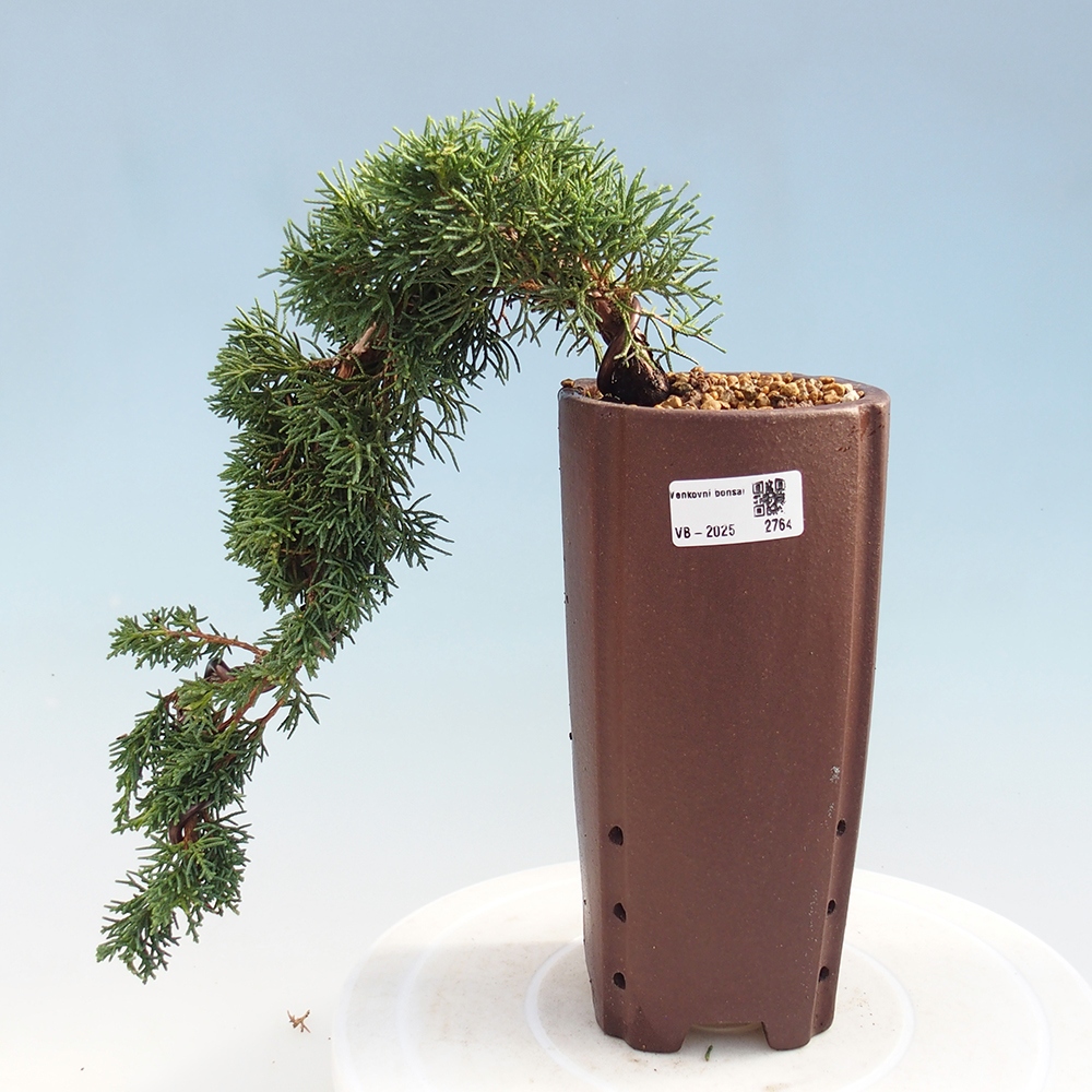 Bonsai im Freien - Juniperus chinensis Kishu - Chinesischer Wacholder