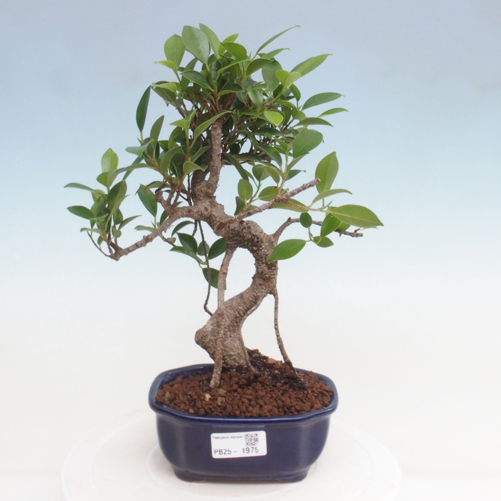 Indoor-Bonsai - Ficus retusa - kleiner Ficus