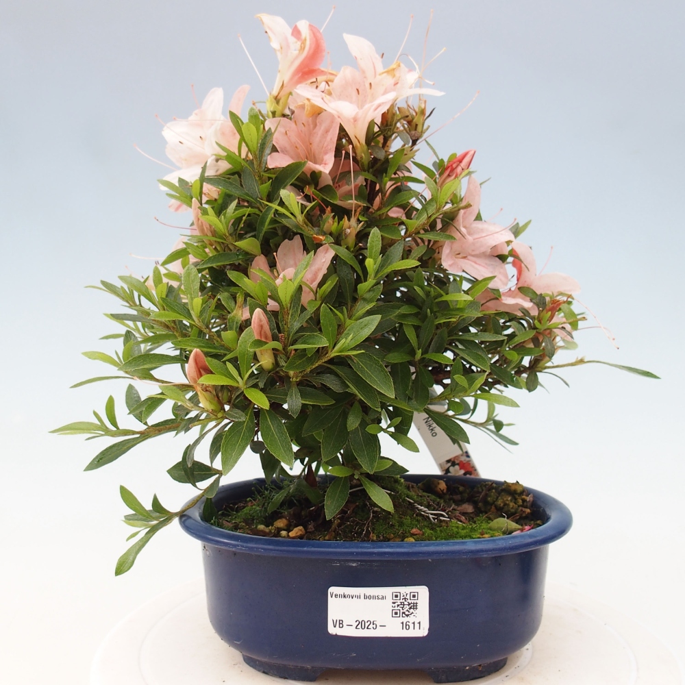 Bonsai im Freien - Japanische Azalee - Azalea Nikko