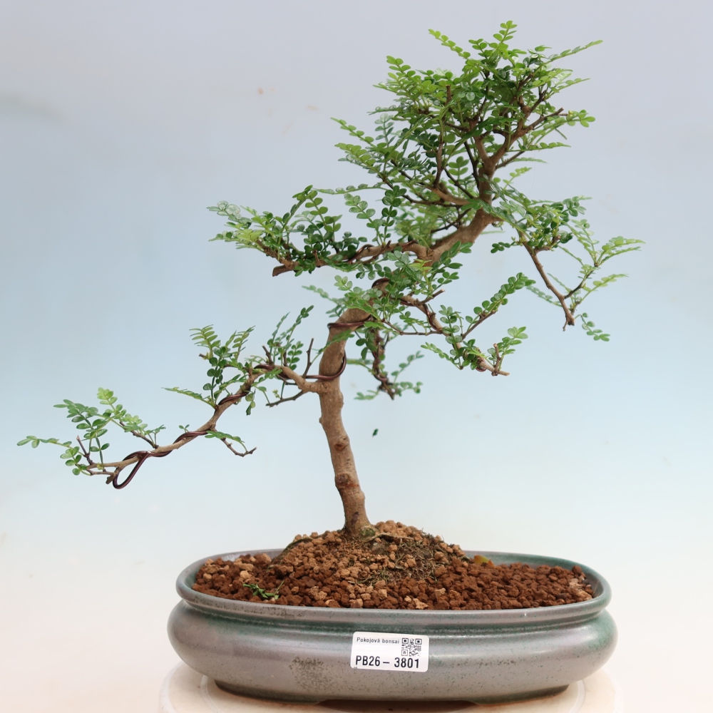 Zimmer Bonsai - Zantoxylum piperitum - Pfefferbaum