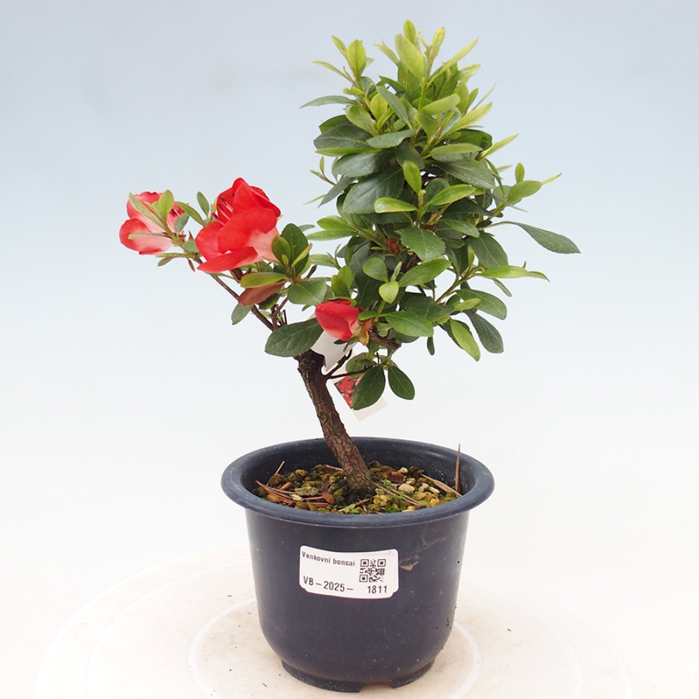 Bonsai im Freien - Japanische Azalee - Azalea Benibeni