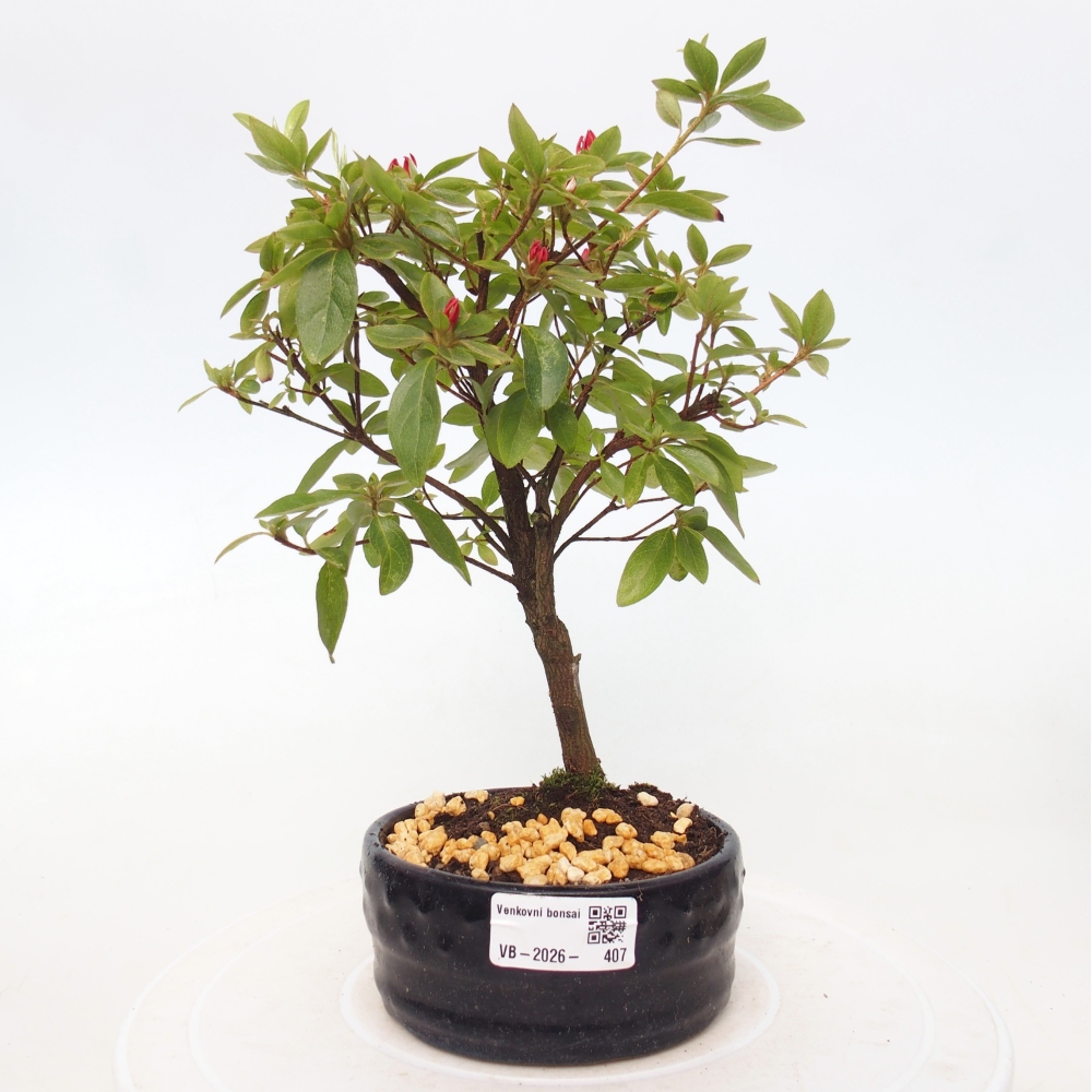 Bonsai für draußen - Japanische Azalee - Azalea sp.