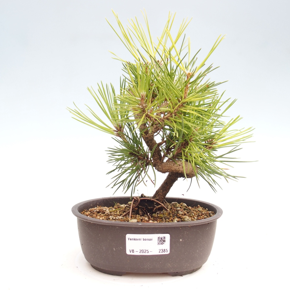 Bonsai im Freien - Pinus thunbergii - Thunbergia-Kiefer