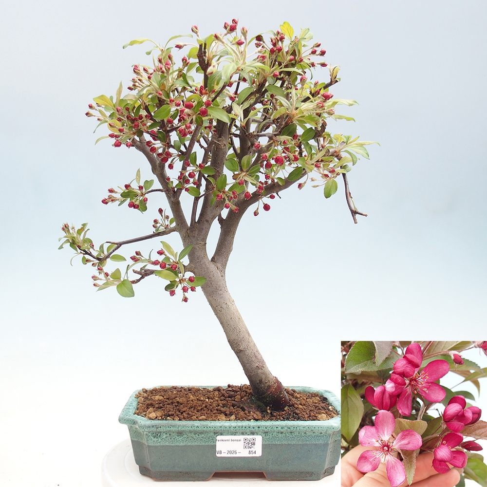 Outdoor-Bonsai -Malus domestica - Kleinfrüchtiger rotblättriger Apfelbaum
