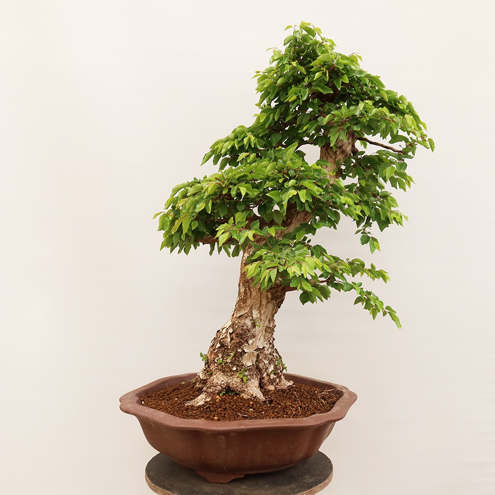 Bonsai im Freien - Carpinus Coreana - Koreanische Hainbuche