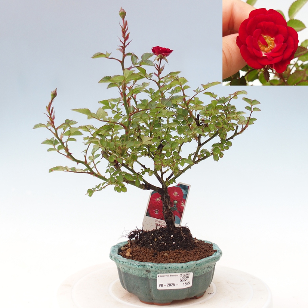 Freilandbonsai - Rosa Kordes -  Rose