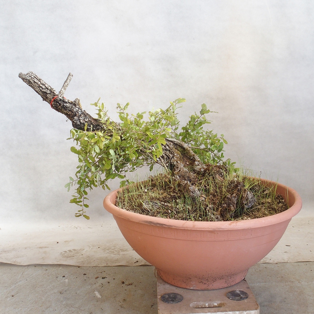 Freilandbonsai Quercus Cerris - Eiche Cer