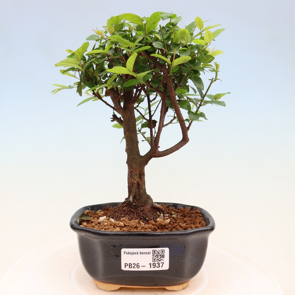 Zimmer Bonsai - Sageretia thea - Sageretia thea