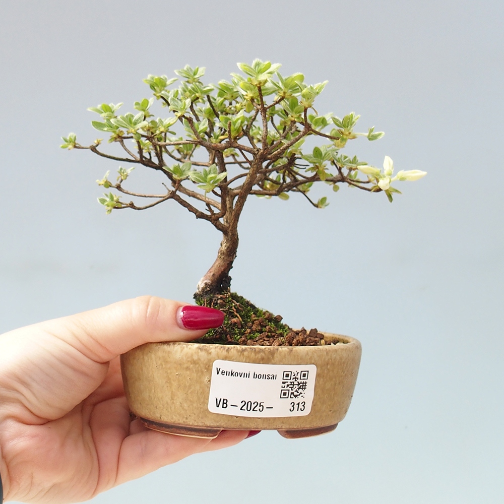 Outdoor-Bonsai - Rododendron indicum - Japanische Azalee