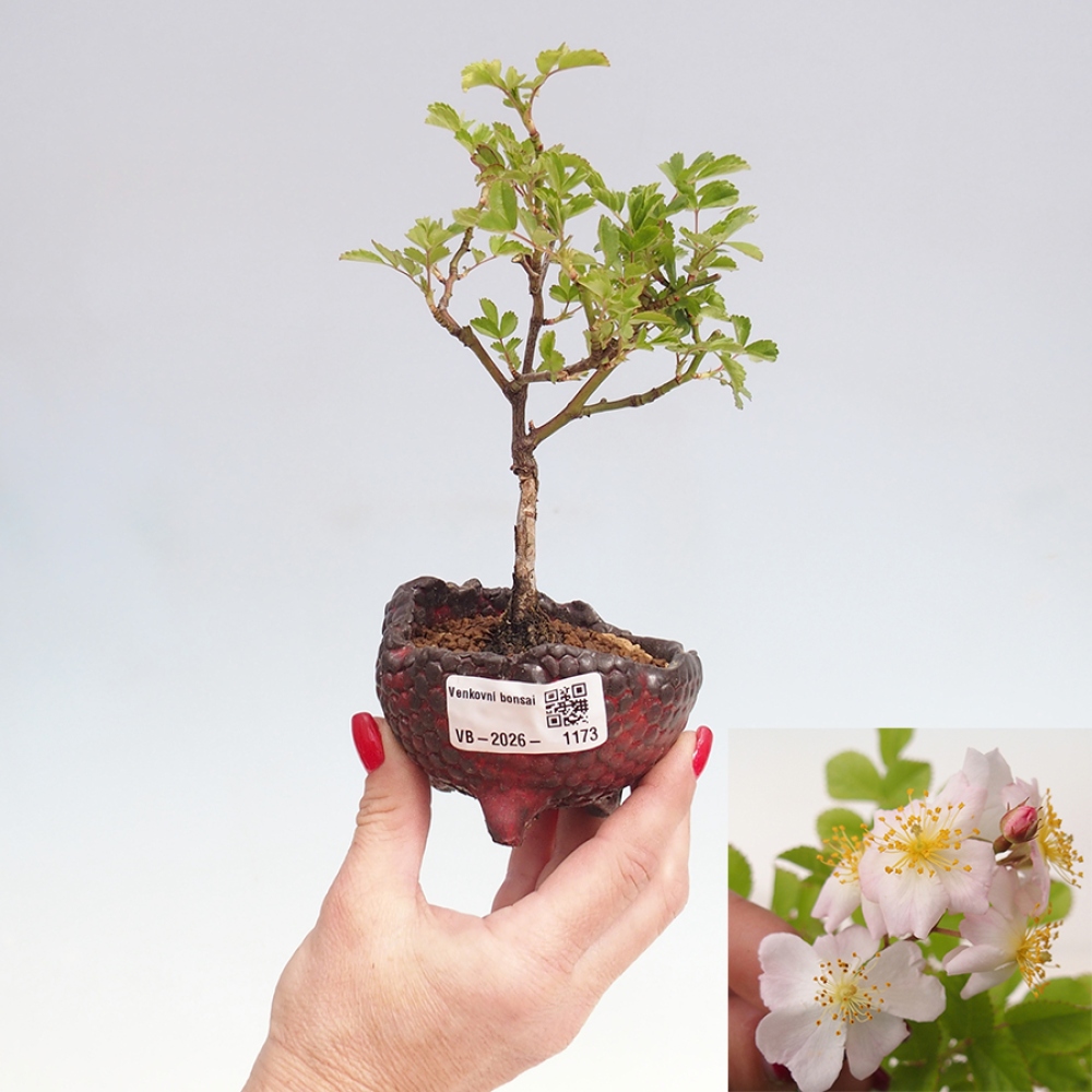 Bonsai für draußen - Rosa sp. - kleinblütige Rose
