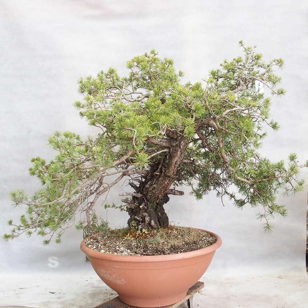 Yamadori - Pinus sylvestris 