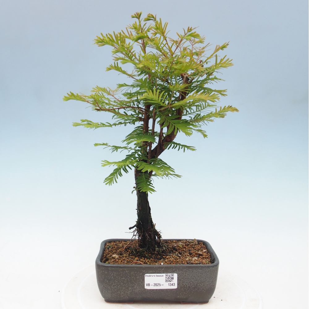 Bonsai im Freien - Metasequoia glyptostroboides - Chinesischer Metasequoia