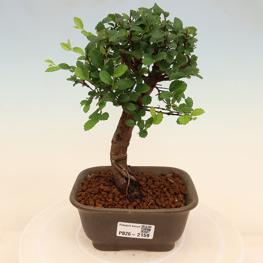 Zimmerbonsai - Ulmus parvifolia - Kleinblättrige Ulme