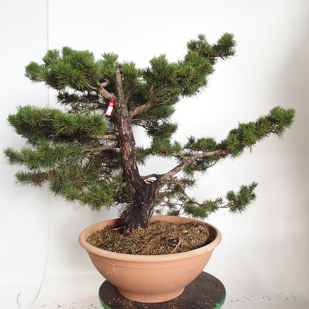 Yamadori - Pinus sylvestris Spanien