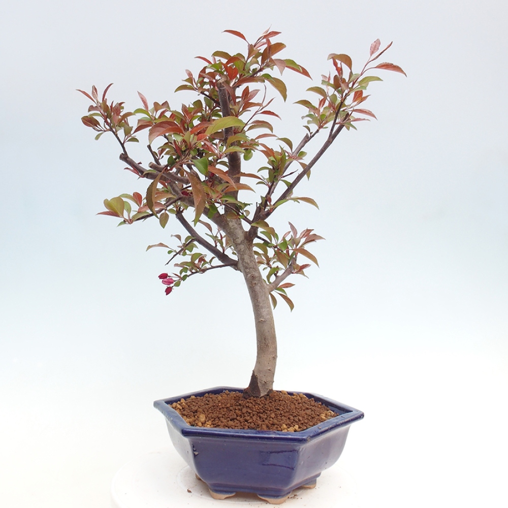 Freilandbonsai - Malus Domestica - Kleinfruchtiger rotblättriger Apfelbaum