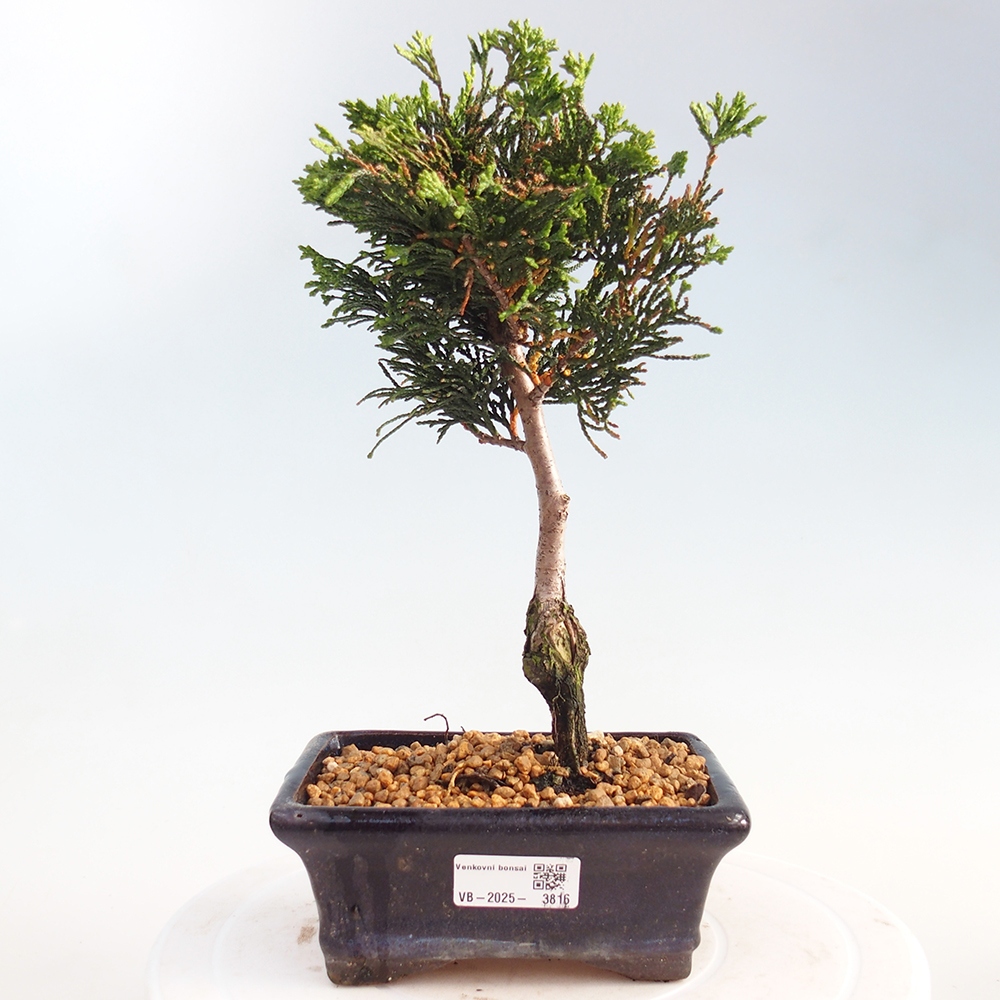 Outdoor-Bonsai - Cham.pis obtusa Nana Gracilis - Zypresse