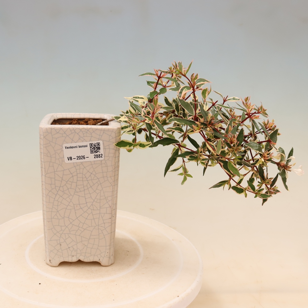 Bonsai für den Außenbereich – Abelia gr. Confetti – Großblütige Abelie