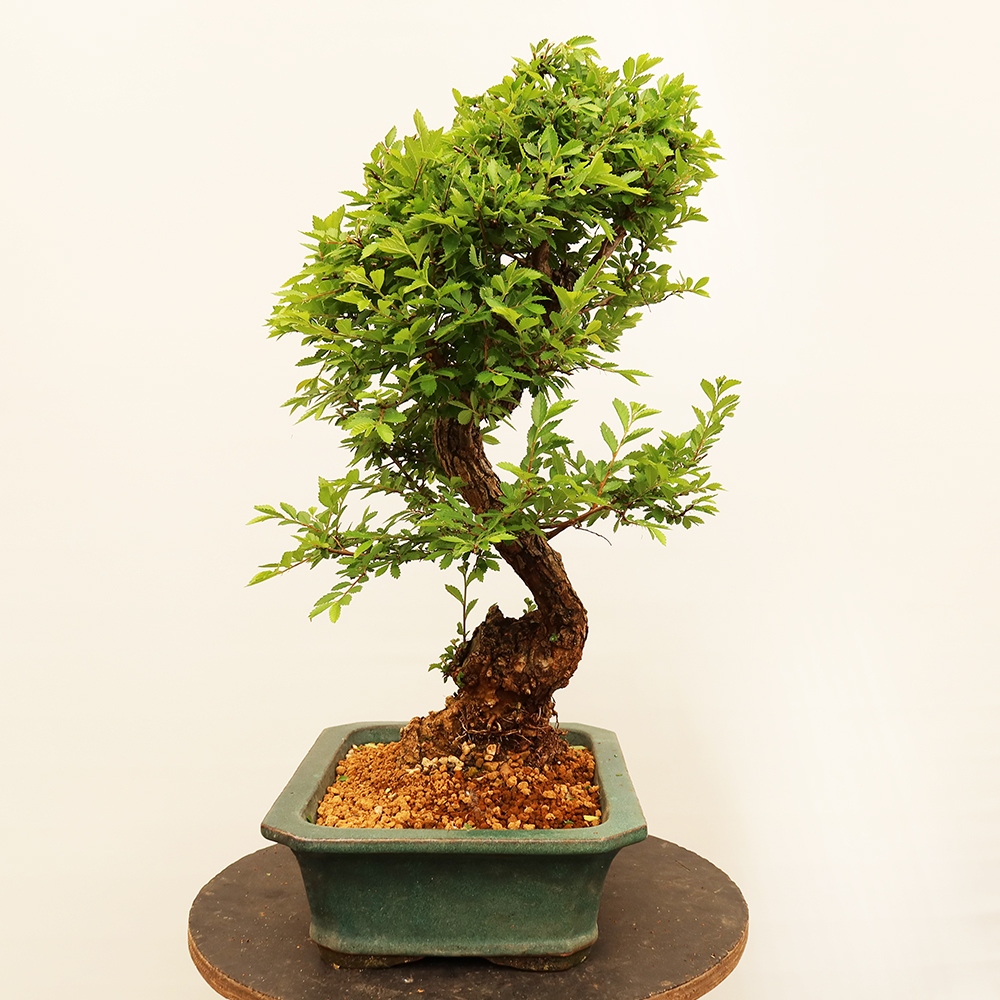 Bonsai im Freien - Zelkova - Zelkova NIRE
