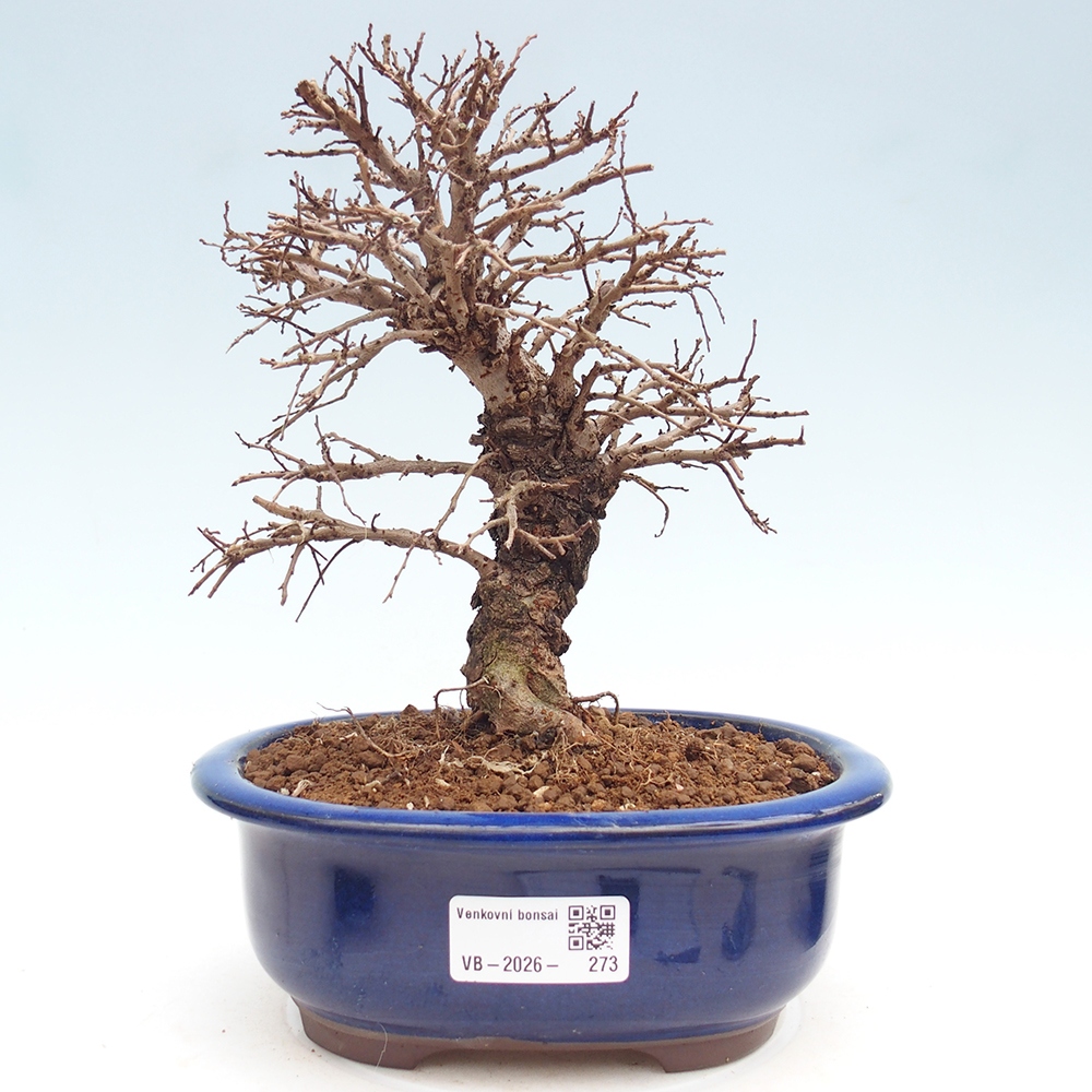 Bonsai für draußen - Zelkova - Zelkova NIRE