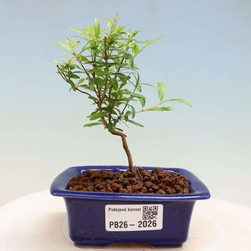 Zimmer-Bonsai-PUNICA granatum nana-Apfel-Granatapfel