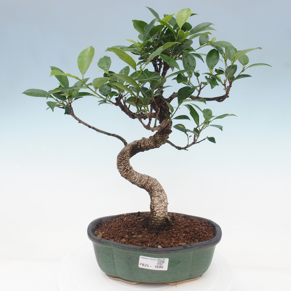 Indoor-Bonsai - Ficus retusa - kleiner Ficus