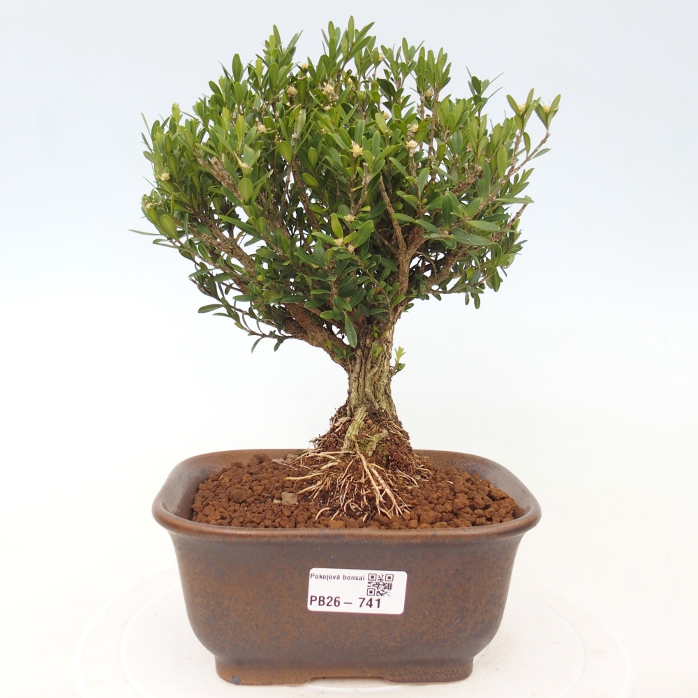 Zimmer Bonsai - Buxus harlandii - Korkbuxus
