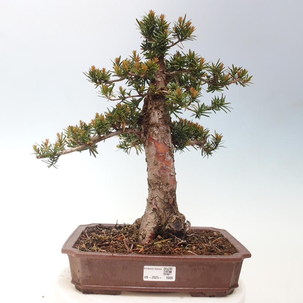 Bonsai im Freien - Taxus cuspidata - Japanische Eibe