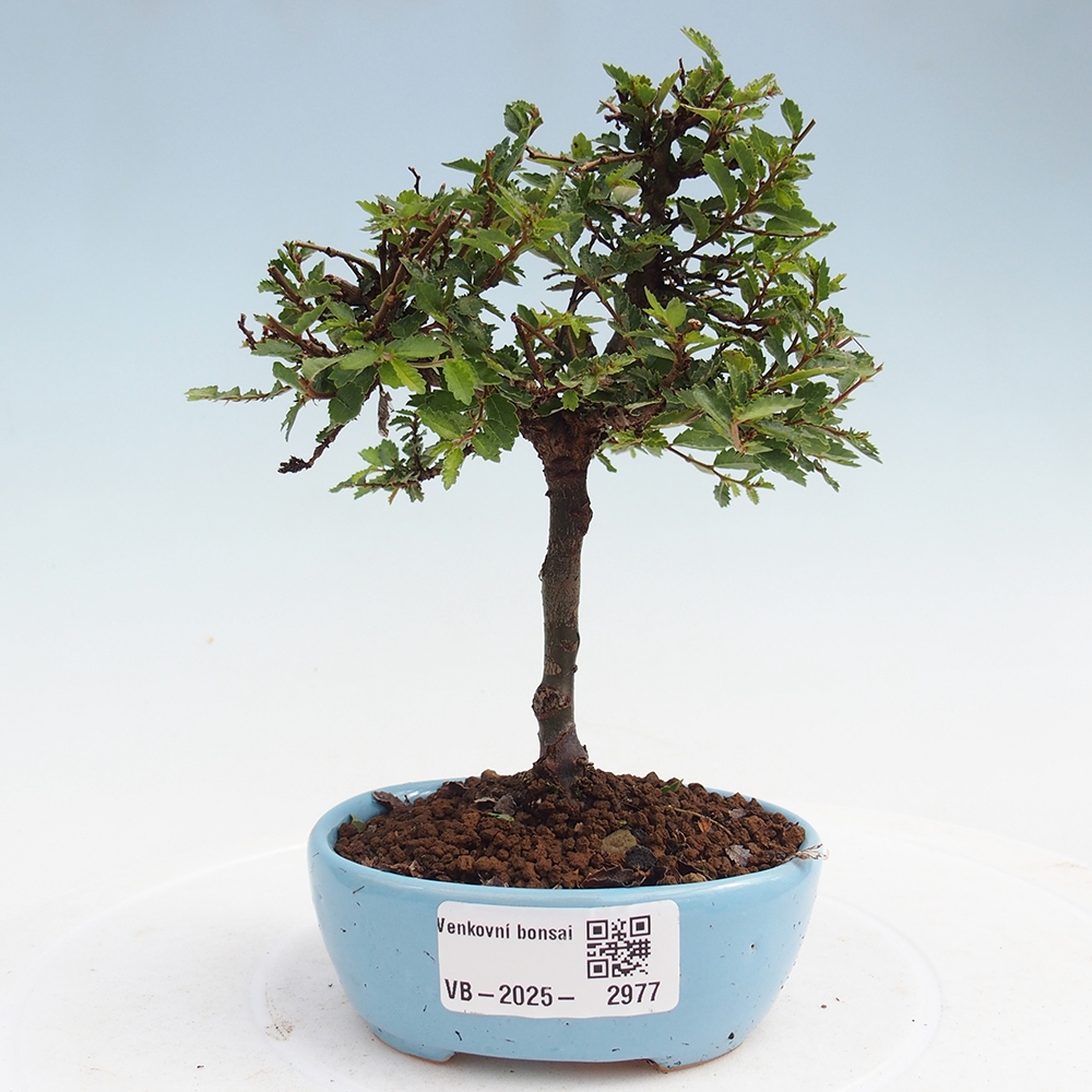 Bonsai im Freien - Ulmus parvifolia Sagei - Kleinblättrige Ulme