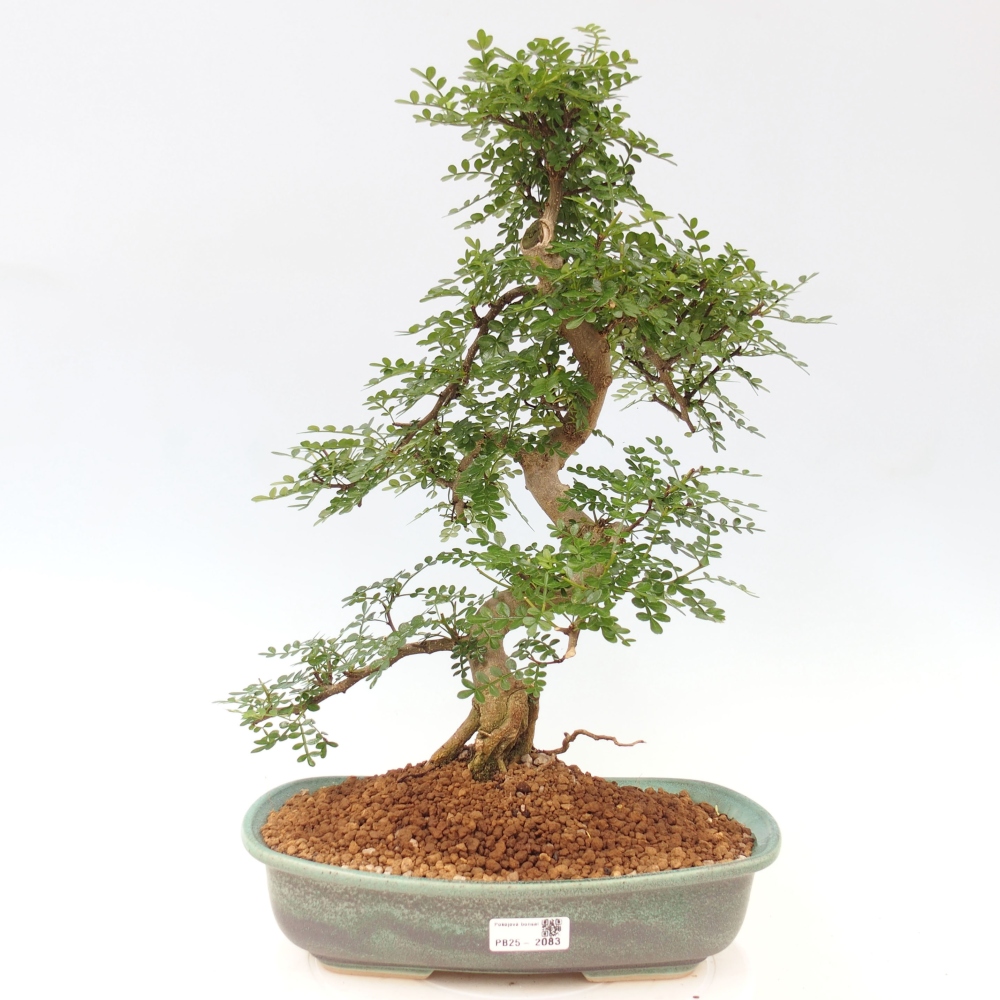 Zimmerbonsai - Zantoxylum piperitum - Pfefferminze