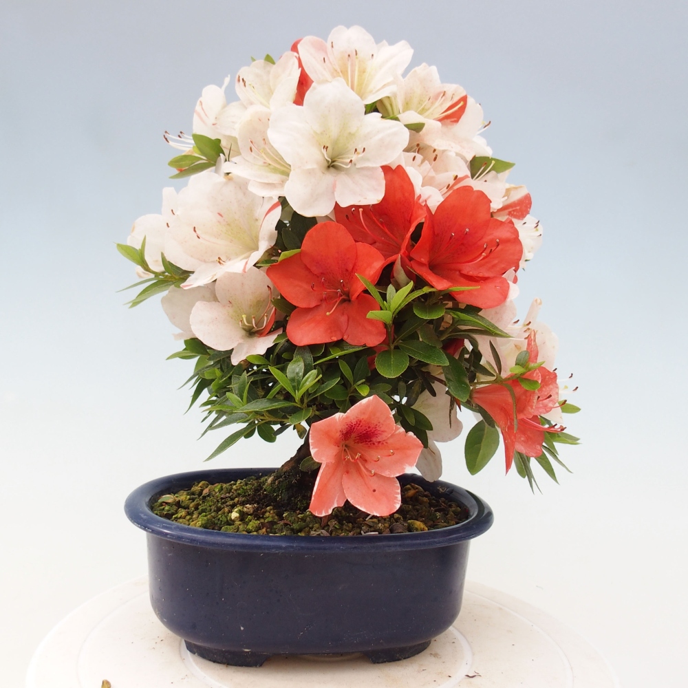 Bonsai im Freien - Japanische Azalee - Azalea Asazakura