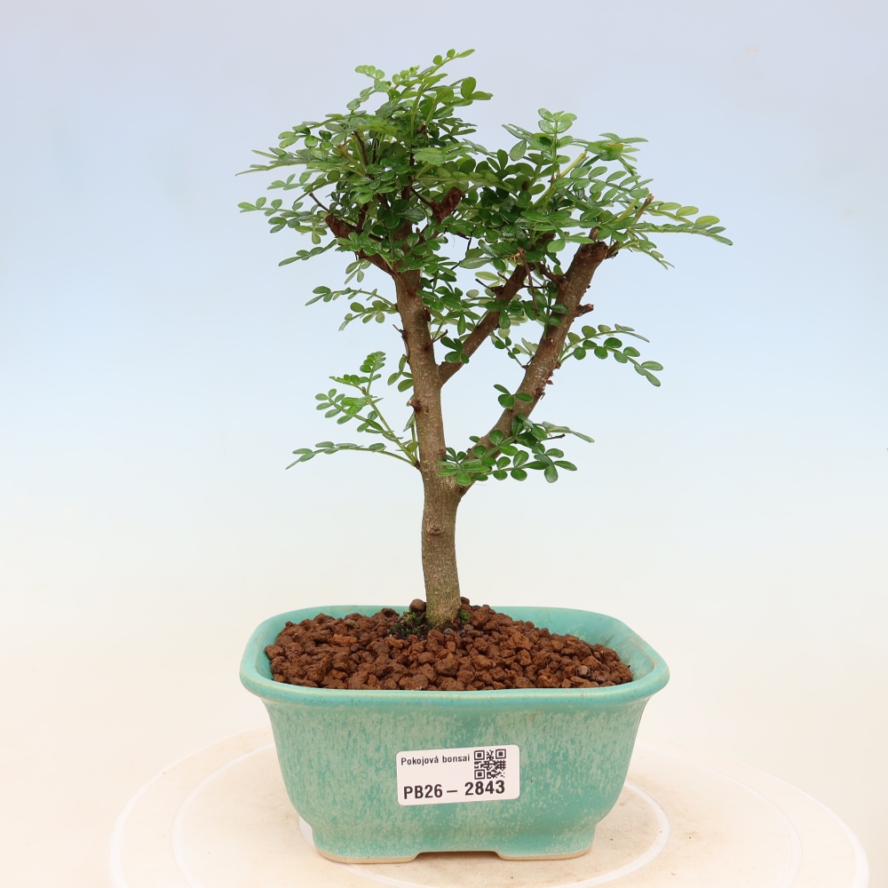 Zimmer Bonsai - Zantoxylum piperitum - Pfefferbaum