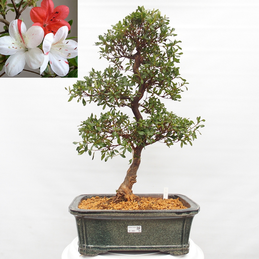 Bonsai für draußen - Japanische Azalee - Azalea Kisshoten