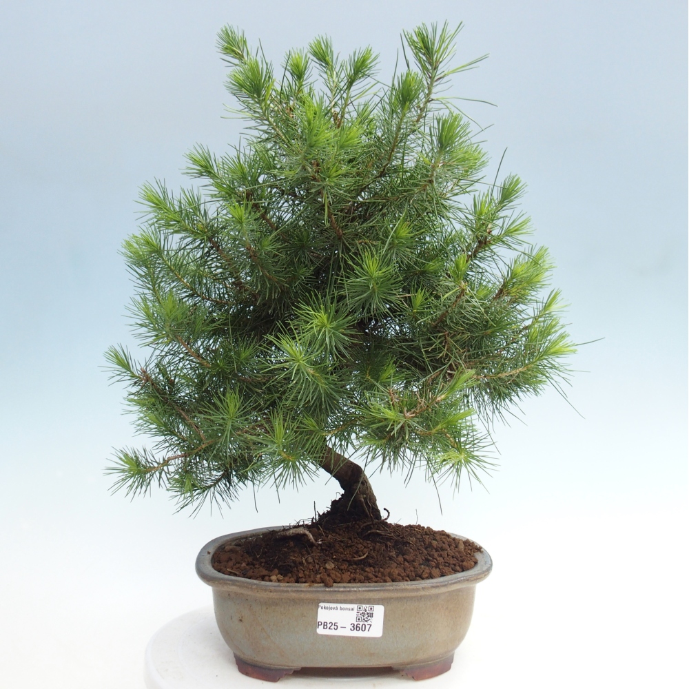 Zimmer Bonsai-Pinus halepensis-Kiefer von Aleppo