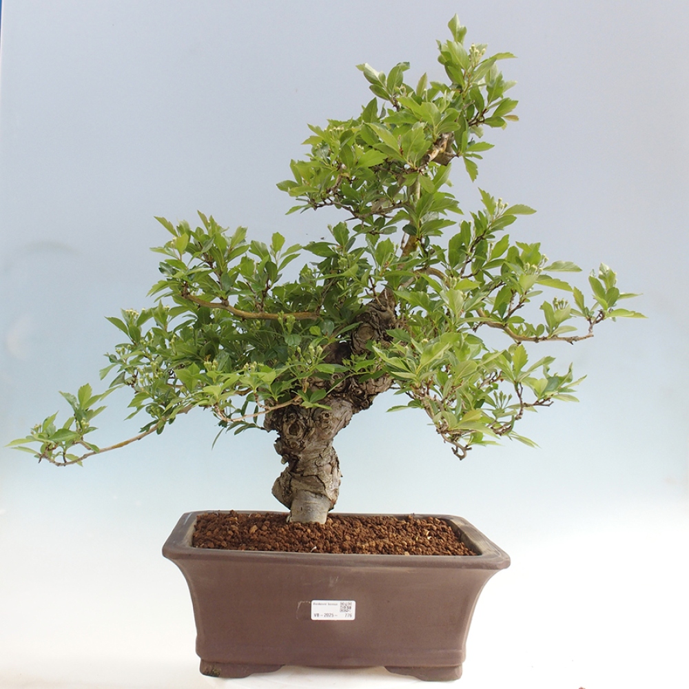 Bonsai im Freien - Weißdorn - Crataegus cuneata