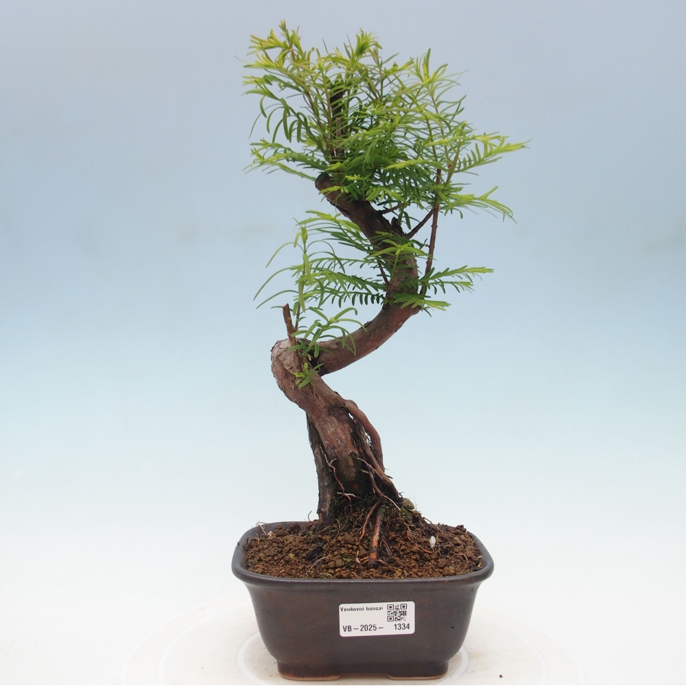 Bonsai im Freien - Metasequoia glyptostroboides - Chinesischer Metasequoia